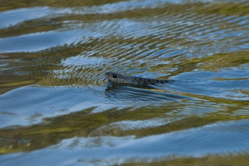 Common keelback sighting