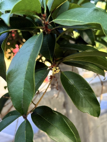 Osmanthus fragrans
