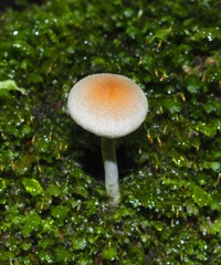 Tympanella galanthina