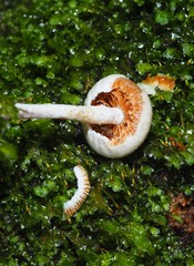 Tympanella galanthina