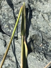 Leymus innovatus
