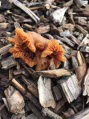 Fungi