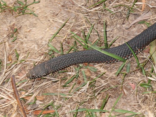 Highlands Copperhead sighting