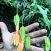 Passiflora linearistipula - Photo (c) John Ocampo, algunos derechos reservados (CC BY), subido por John Ocampo