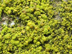 Flavoplaca flavocitrina