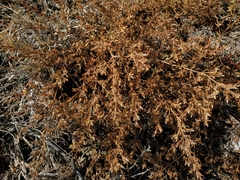 Frankenia salina