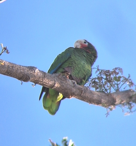 Cuban Amazon