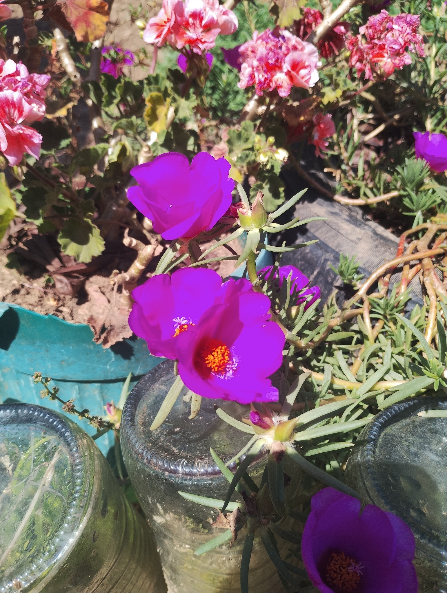 Portulaca grandiflora