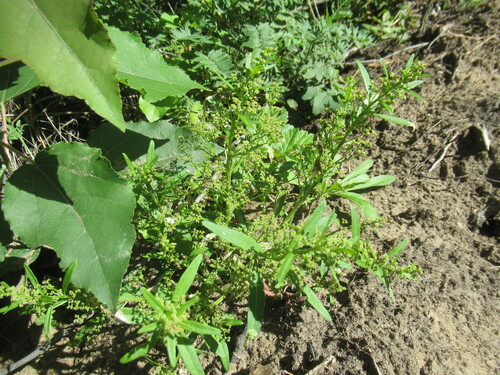 Sea Foam Flower (Teloxys aristata)
