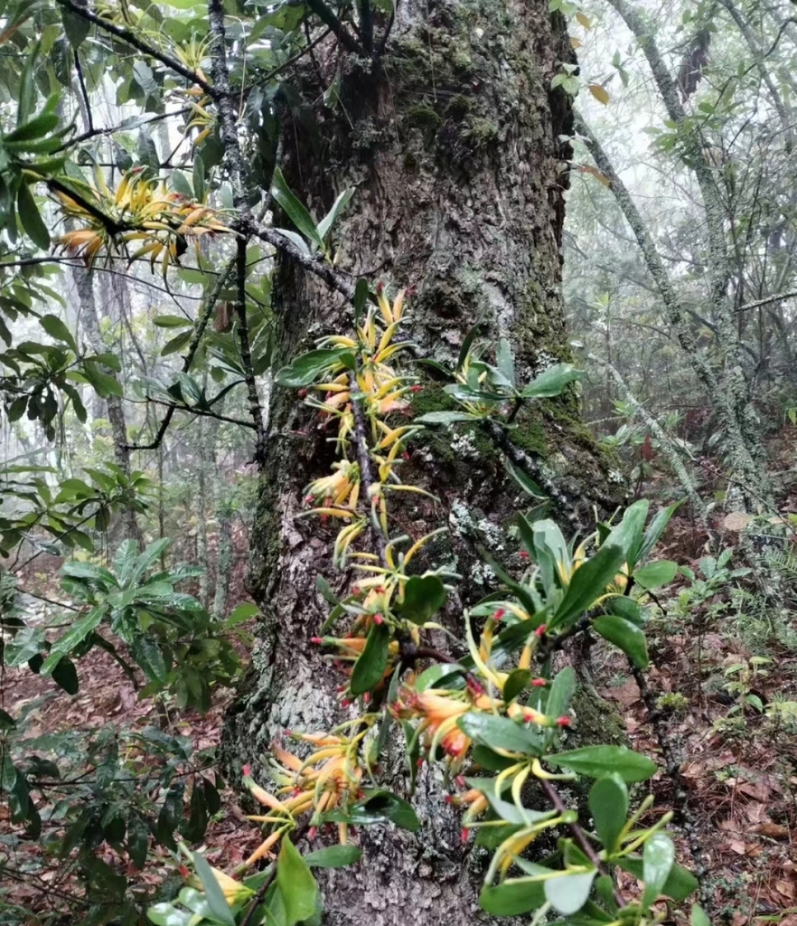 Taxillus renii