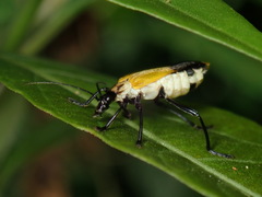Chauliognathus terminalis