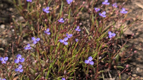 panicled dewflower (Murdannia semiteres)