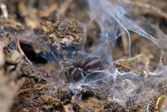 Microhexura idahoana