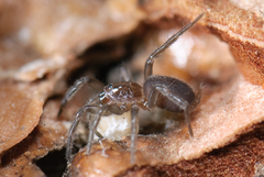 Microhexura idahoana