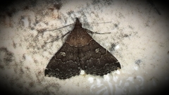 Phlyctaina irrigualis