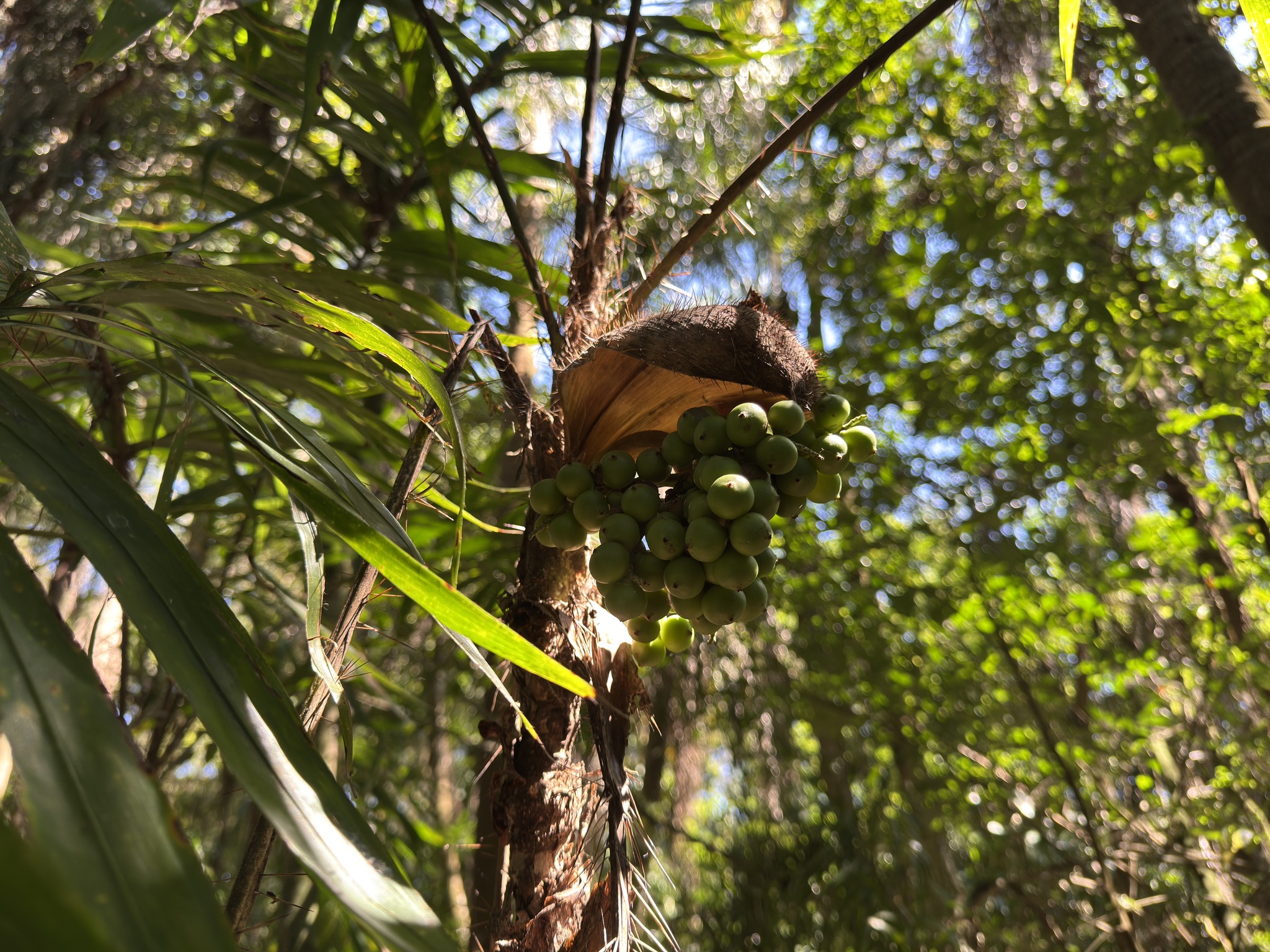 Bactris setosa