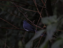 Elminia albicauda
