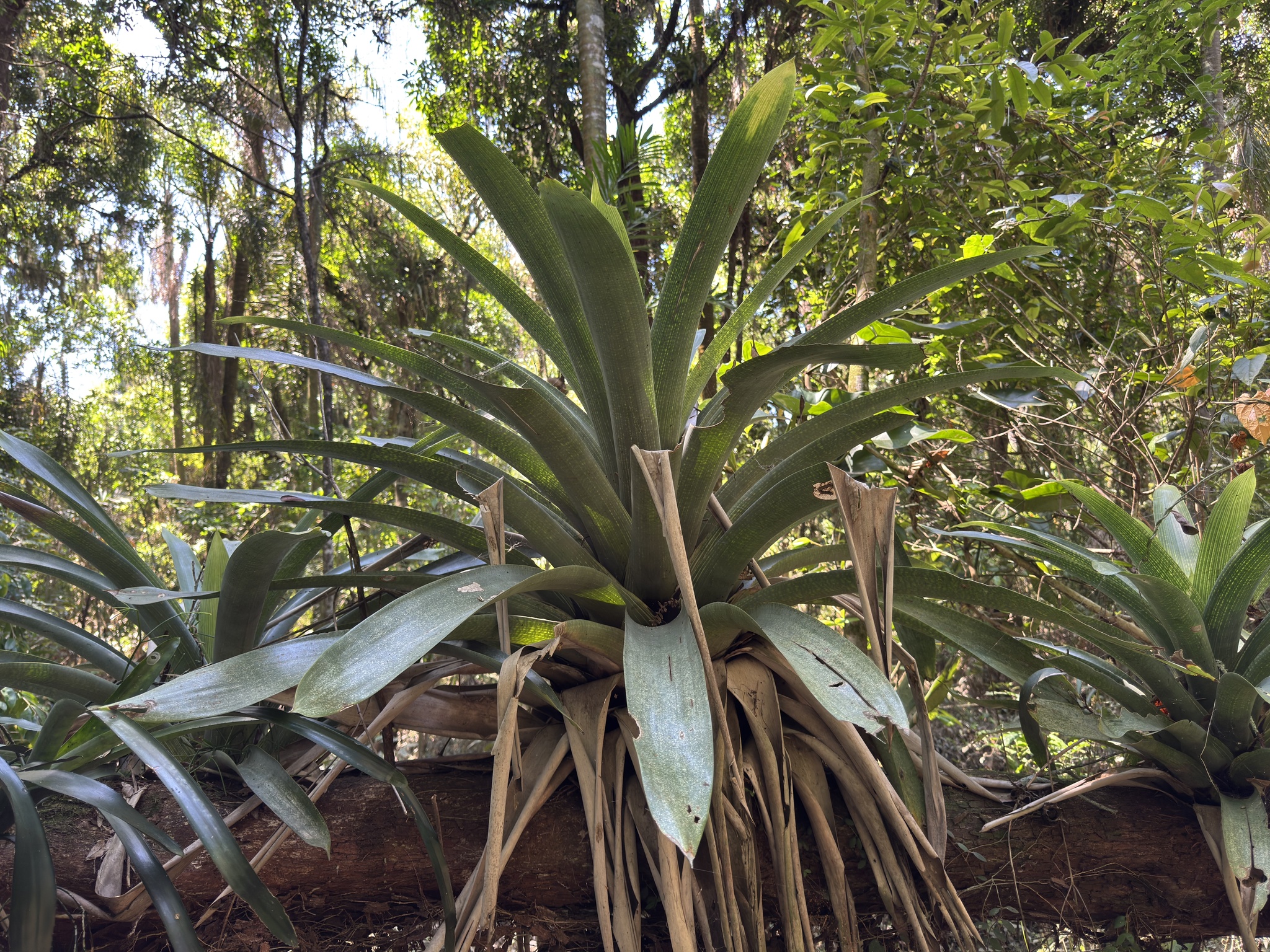 Vriesea gigantea