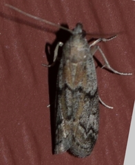 Vitula edmandsii