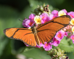 Eueides aliphera gracilis