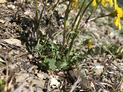 Packera hyperborealis