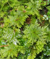 Dendrohypopterygium filiculiforme