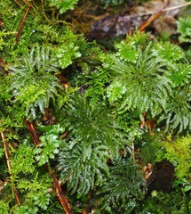 Dendrohypopterygium filiculiforme