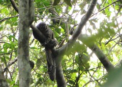 Pithecia chrysocephala