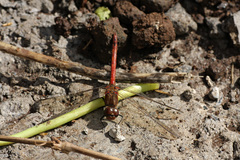 Sympetrum nigrifemur