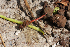 Sympetrum nigrifemur