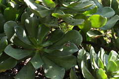 Ascotis fortunata