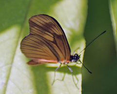 Eueides aliphera gracilis