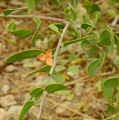 Maytenus phyllanthoides