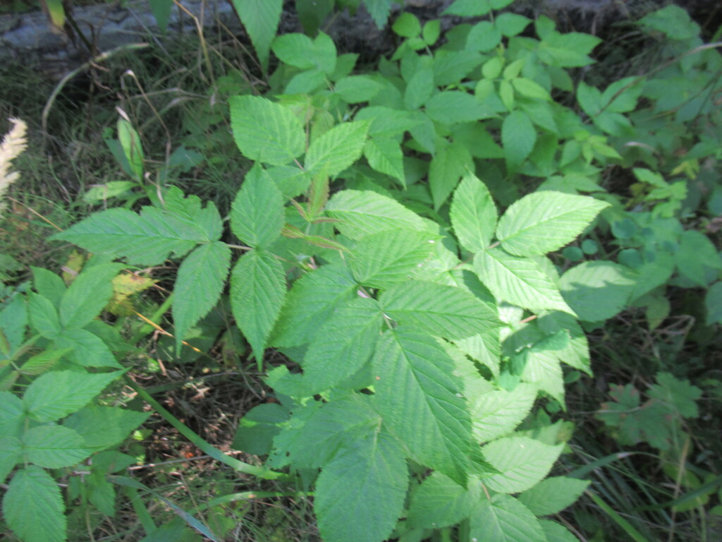 Rubus idaeus