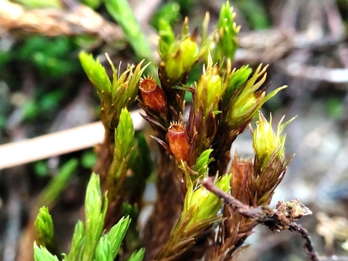 Lewinskya rupestris observed 2025-12-06