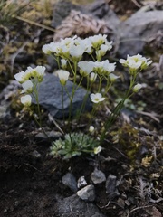 Draba palanderiana