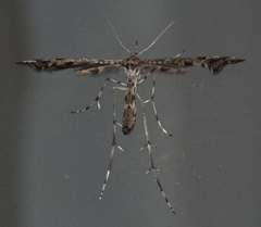 Amblyptilia pica