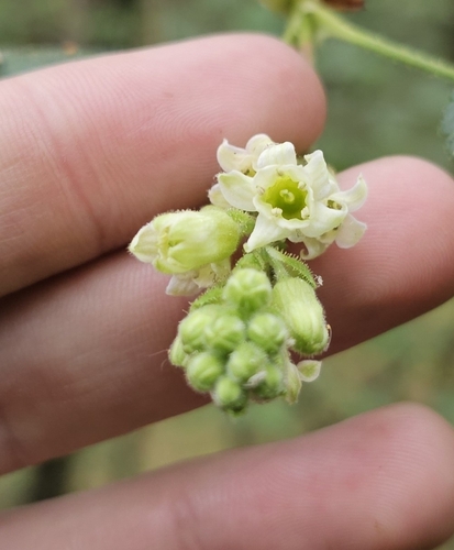 Ribes ciliatum (Ribes ciliatum)