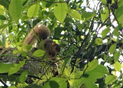 Sciurus ignitus