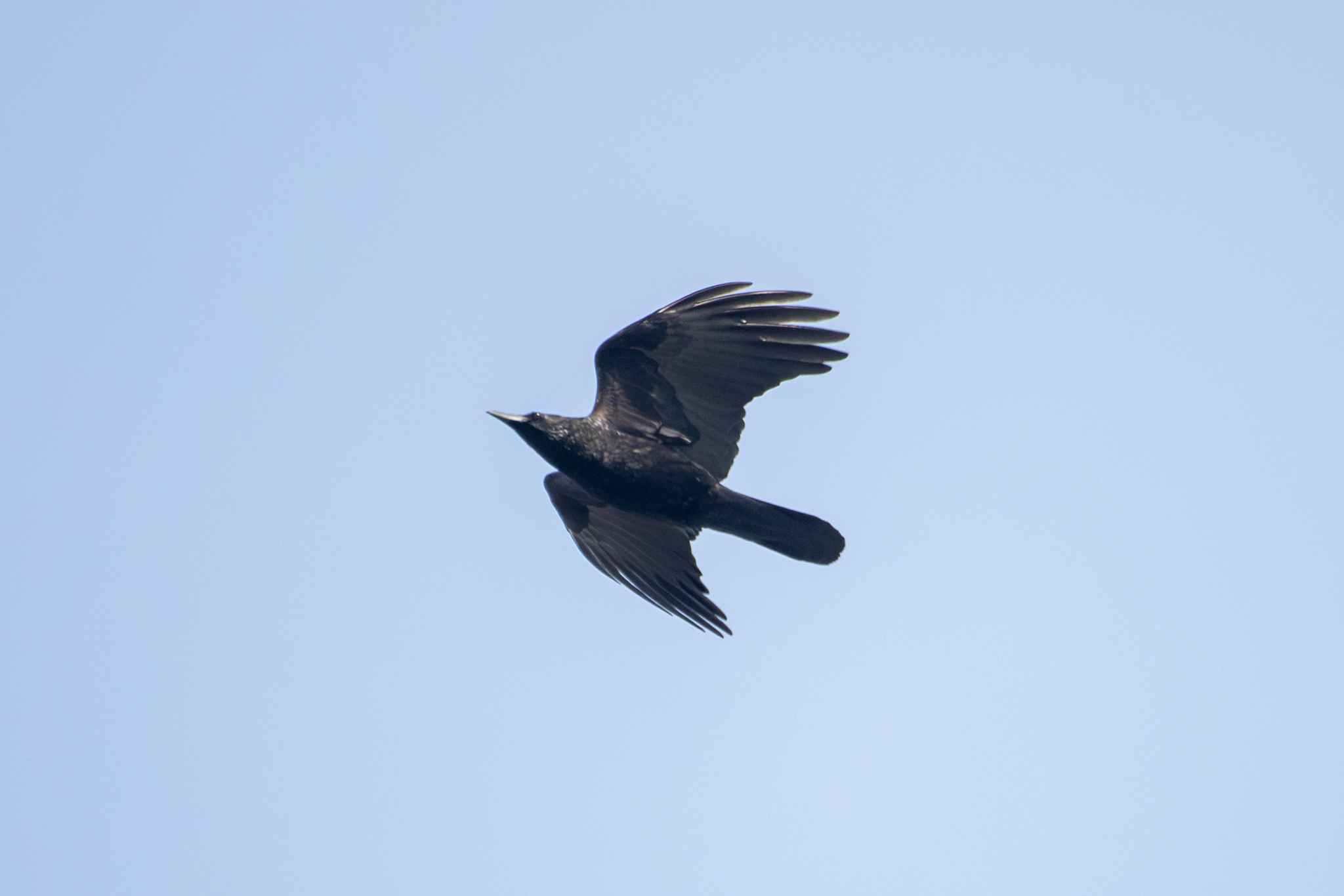 Carrion Crow