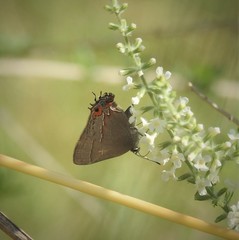 Electrostrymon guzanta