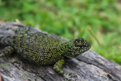 Sceloporus hondurensis