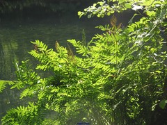 Alnus lusitanica