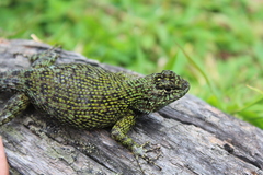Sceloporus hondurensis