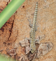 Lygodactylus angularis