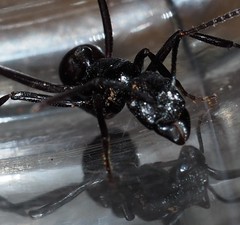 Rhytidoponera maniae