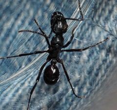 Rhytidoponera maniae