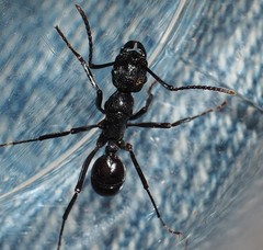 Rhytidoponera maniae