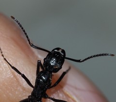 Rhytidoponera maniae