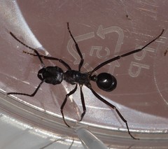 Rhytidoponera maniae